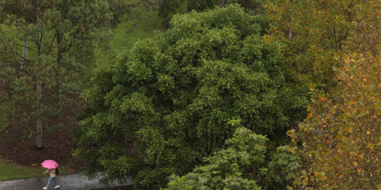 La Nina, if it appears, will likely be brief, Australia’s weather bureau says