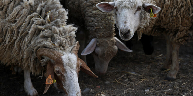 Campari CEO steps down after only five months as sector struggles