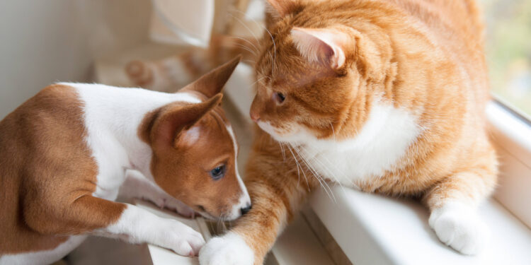 Businesses sniff out success in China’s growing pet industry