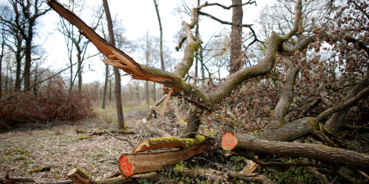 EU proposes to delay landmark anti-deforestation law by 12 months