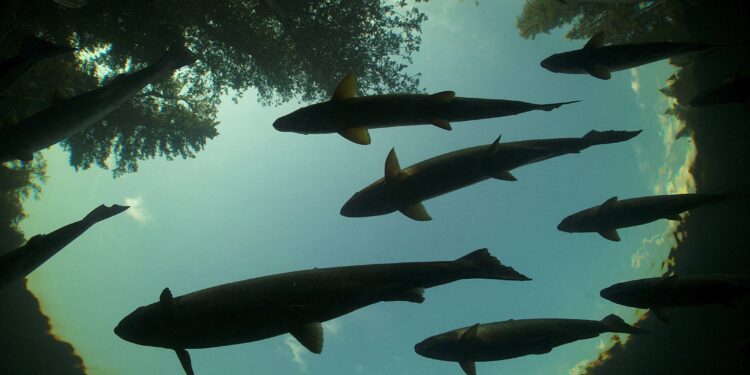 England’s salmon population sinks to new low due to poor water quality