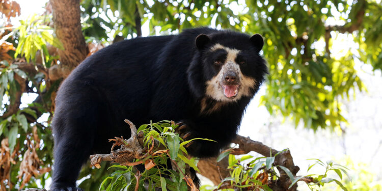 Record wildfires ravage Peru’s ecosystems and wildlife