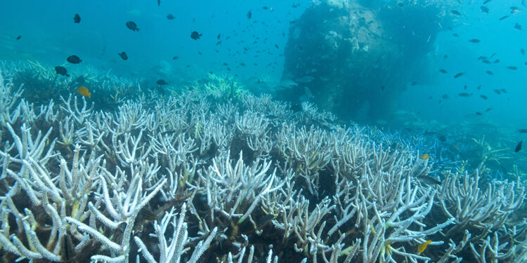 Global coral bleaching crisis spreads after hottest year, scientists say