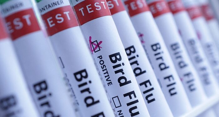 Japan suspends imports of fertile eggs, day-old chicks from two Brazilian states