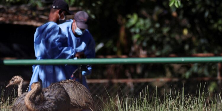 Brazil declares itself bird flu ‘free’, aims to resume exports