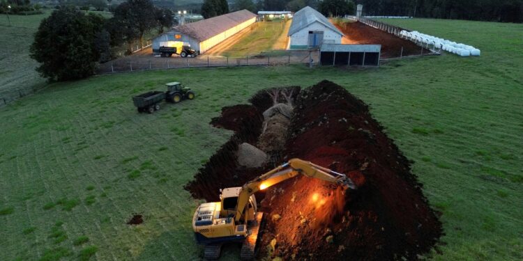 Which countries are restricting chicken from Brazil due to bird flu