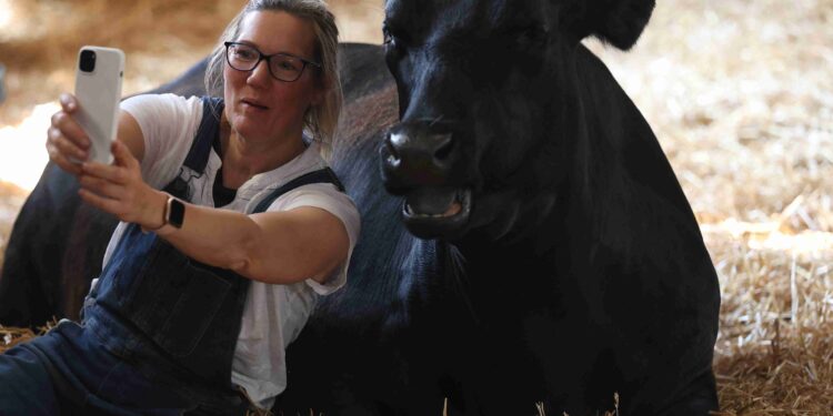 UK farm swaps milk for cow cuddles as floods and food prices take their toll