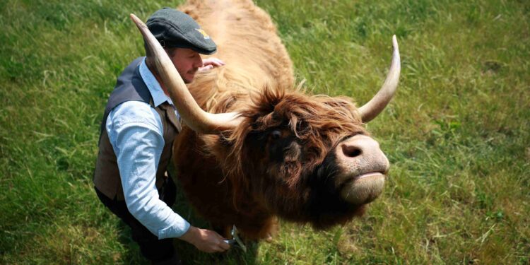 UK farm swaps milk for cow cuddles as floods and food prices take their toll