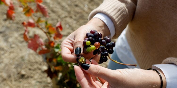 Higher British alcohol tariffs sap exports of Spanish red wine