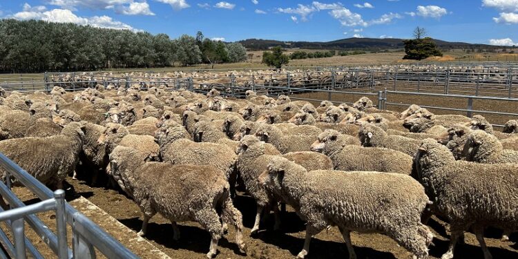 Australia cashes in on record sheep prices as meat exports surge