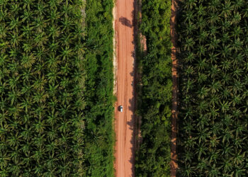 Fear grips Indonesian palm oil industry as military seizes plantations 