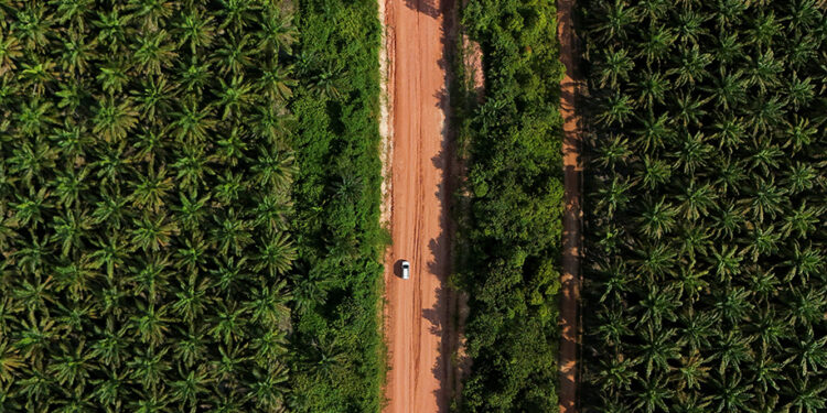 Fear grips Indonesian palm oil industry as military seizes plantations 