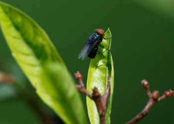 Mexico hopes to eradicate screwworm with new sterile fly plant