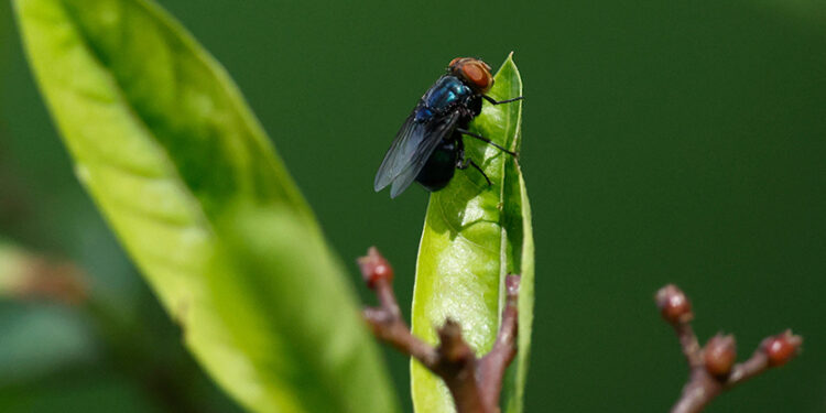 Mexico hopes to eradicate screwworm with new sterile fly plant