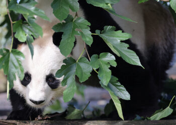 French zoo workers say their goodbyes as two pandas head to retirement in China