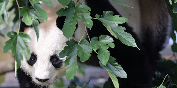 French zoo workers say their goodbyes as two pandas head to retirement in China