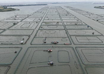 China’s heatwaves threaten to dry up supply of delicious ‘hairy crabs’