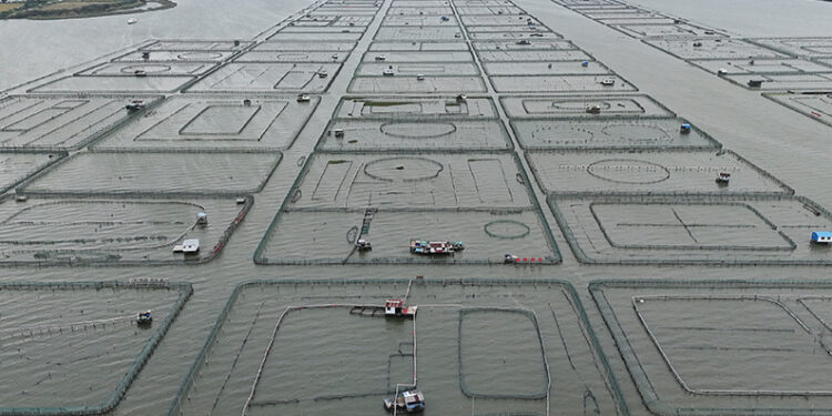 China’s heatwaves threaten to dry up supply of delicious ‘hairy crabs’