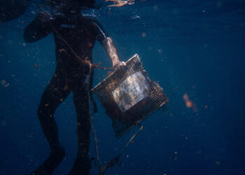 Mussels reveal growing microplastic pollution in Greece’s prized seas