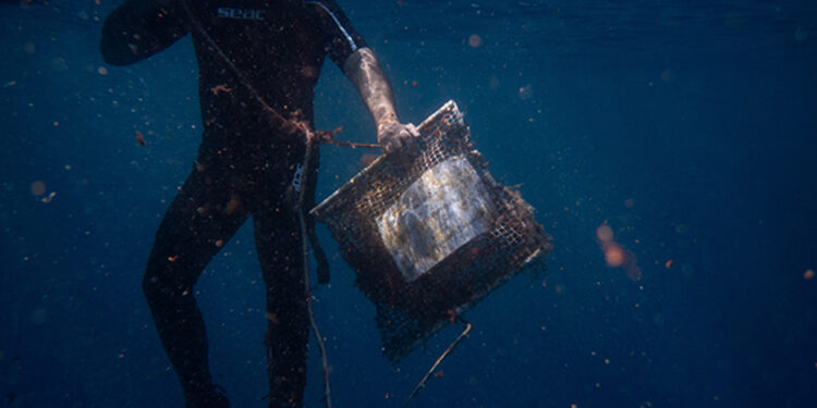 Mussels reveal growing microplastic pollution in Greece’s prized seas
