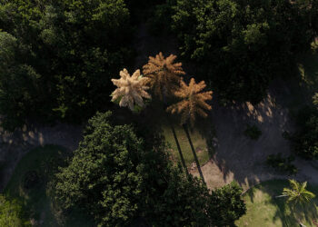 Once-in-a-lifetime bloom: rare palms in Rio de Janeiro flower before dying