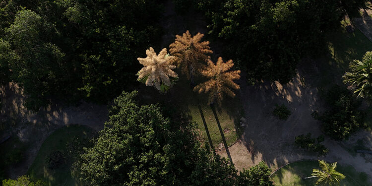Once-in-a-lifetime bloom: rare palms in Rio de Janeiro flower before dying