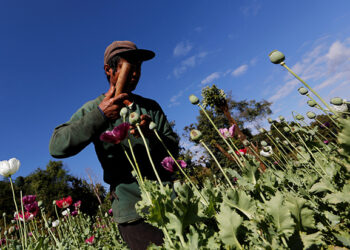 Myanmar’s opium poppy cultivation hits highest level in a decade, UN says