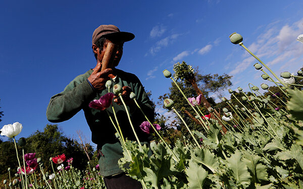 Myanmar’s opium poppy cultivation hits highest level in a decade, UN says