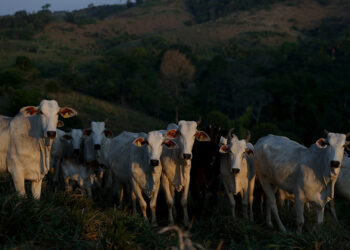 Brazil Amazonian state postpones cattle tracking key to preventing deforestation