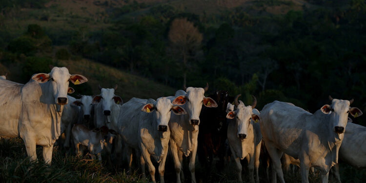 Brazil Amazonian state postpones cattle tracking key to preventing deforestation