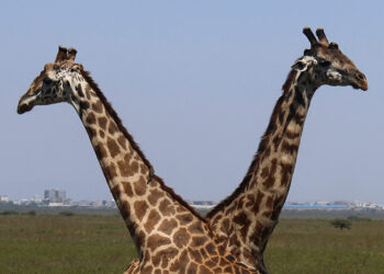 Interpol-led global wildlife sting makes record seizures of animals, plants, timber