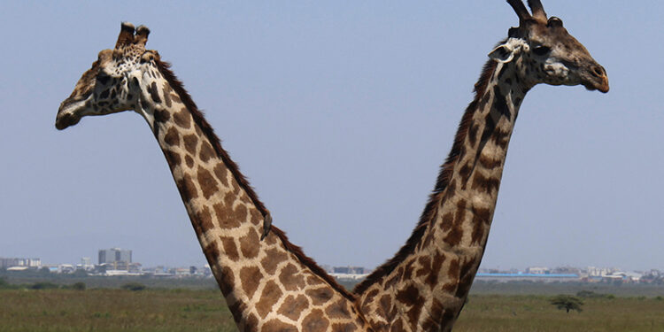 Interpol-led global wildlife sting makes record seizures of animals, plants, timber