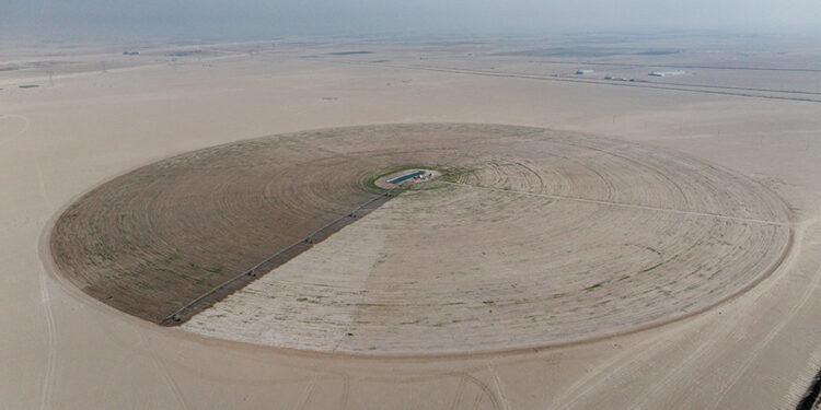 Iraq’s dreams of wheat independence dashed by water crisis