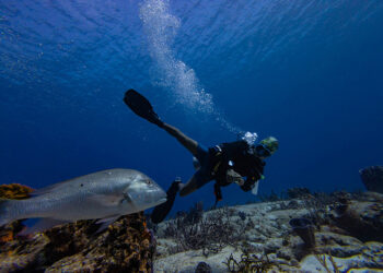 UN biodiversity treaty enters into force, aims to protect 30% of oceans by 2030