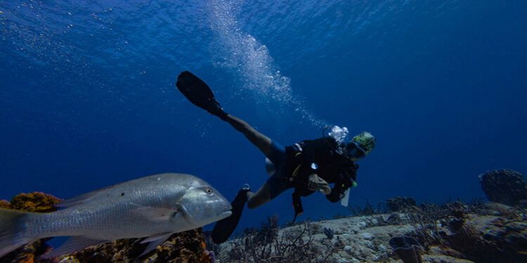 UN biodiversity treaty enters into force, aims to protect 30% of oceans by 2030