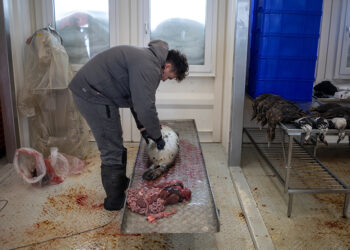 Freezers full of seal meat: How Greenland’s hunting culture helps emergency preparedness
