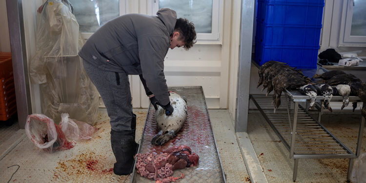 Freezers full of seal meat: How Greenland’s hunting culture helps emergency preparedness