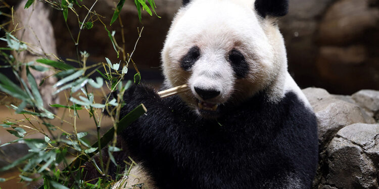 Crowds flock to Tokyo zoo to see pandas before they leave for China