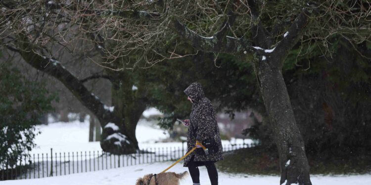 UK plans overhaul of vet sector to tackle surging pet costs