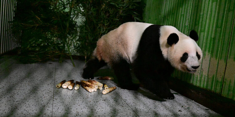 Japan-born pandas Xiao Xiao and Lei Lei arrive in China as bilateral ties freeze