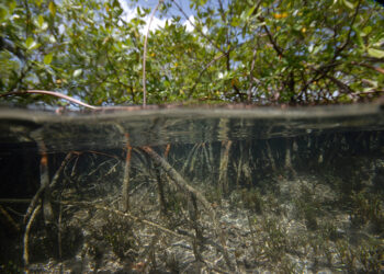 Caribbean islands seek $200 million for regional biodiversity push