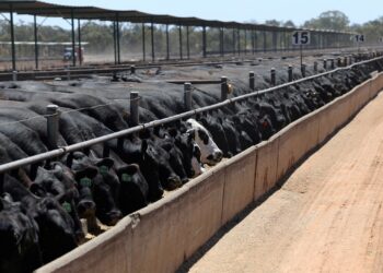 Australia, EU signal progress in trade negotiations