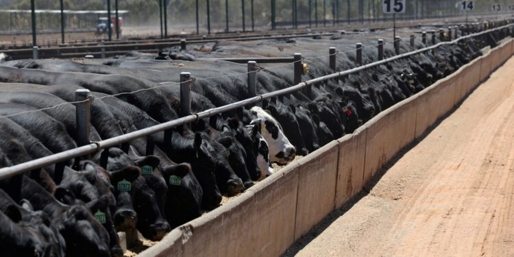 Australia, EU signal progress in trade negotiations