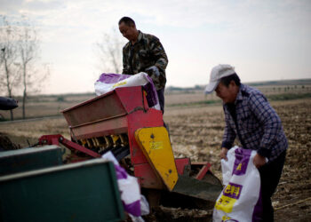 How does the Iran war affect fertiliser supplies, prices and food security?