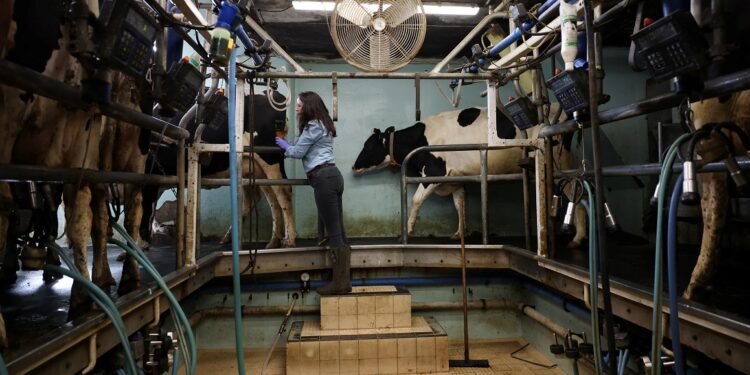 Milk price slide leaves UK dairy farmers on the brink