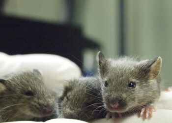 Mouse study shows repeated cloning causes grave genetic mutations