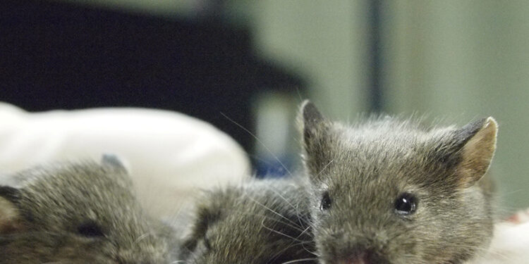 Mouse study shows repeated cloning causes grave genetic mutations