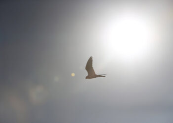 Kazakhstan releases endangered saker falcons in Saudi-backed restoration drive