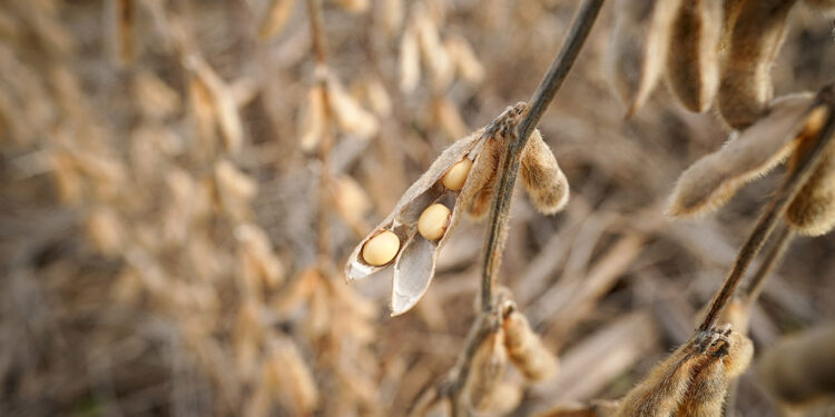 Chinese pigs fed new menu as Beijing weans farmers off US soy