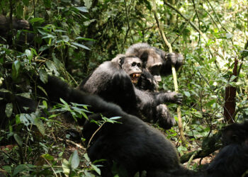 Scientists stunned as chimpanzees turn on friends in killing spree